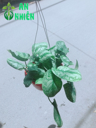 Trầu Bà Lụa