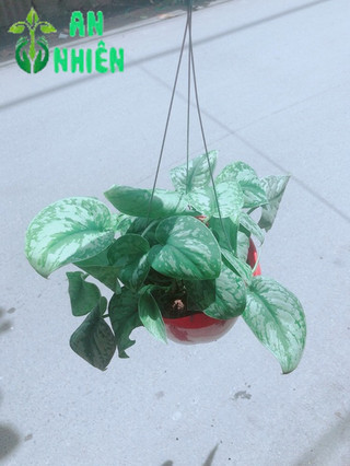 Trầu Bà Lụa