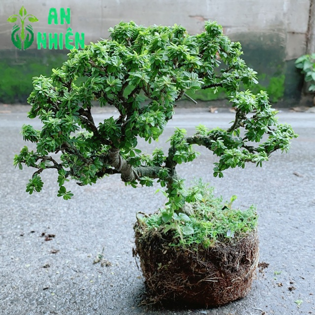 Linh Sam Hạt Gạo