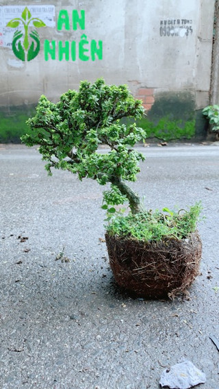 Linh Sam Hạt Gạo