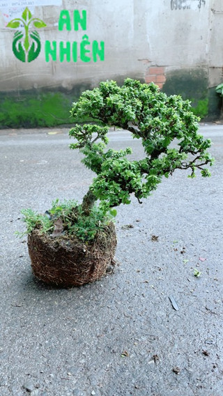 Linh Sam Hạt Gạo