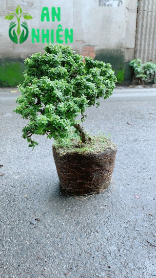 Linh Sam Hạt Gạo