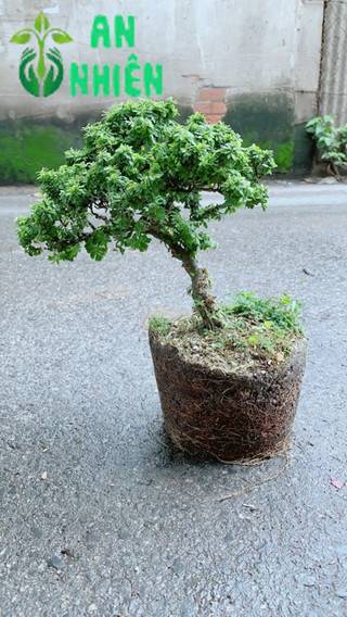 Linh Sam Hạt Gạo