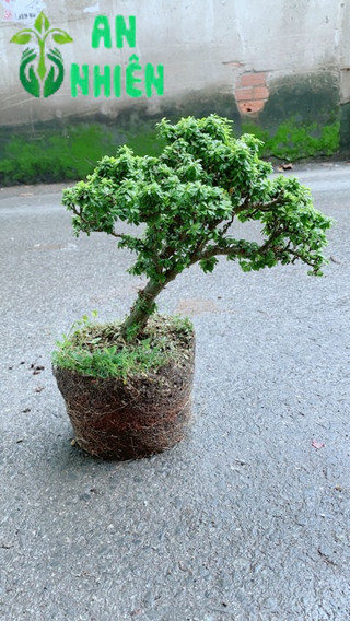 Linh Sam Hạt Gạo