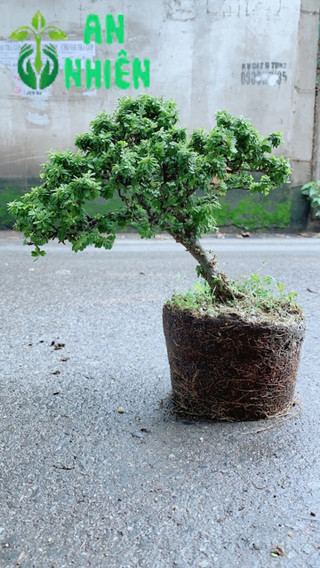 Linh Sam Hạt Gạo