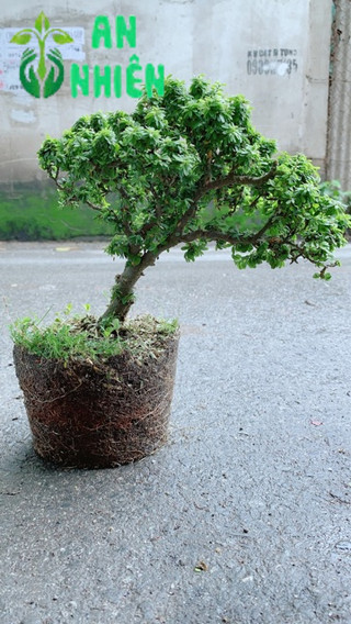 Linh Sam Hạt Gạo