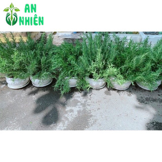 Chậu Hương Thảo Size Đại