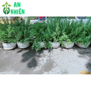 Chậu Hương Thảo Size Đại