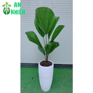 Chậu Cây Cọ Nhật