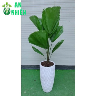 Chậu Cây Cọ Nhật