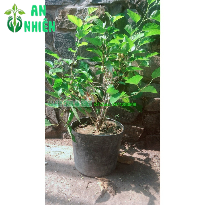 Cây Dâu Tằm Lớn