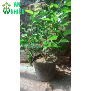 Cây Dâu Tằm Lớn