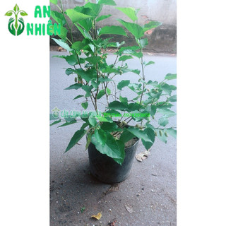 Cây Dâu Tằm Lớn