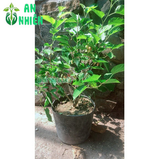 Cây Dâu Tằm Lớn