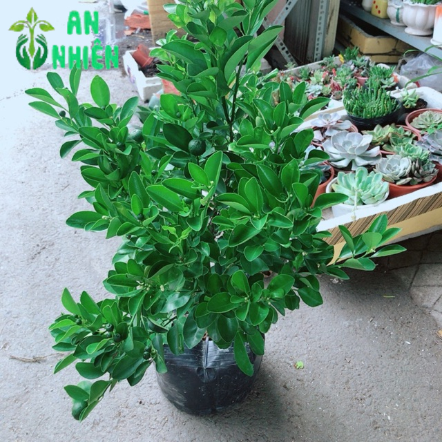 Cây Tắc Kép Nhiều Quả 60cm