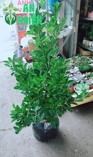Cây Tắc Kép Nhiều Quả 60cm