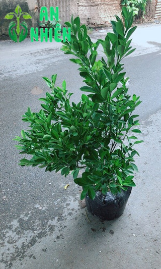 Cây Tắc Kép Nhiều Quả 60cm
