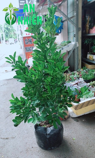 Cây Tắc Kép Nhiều Quả 60cm