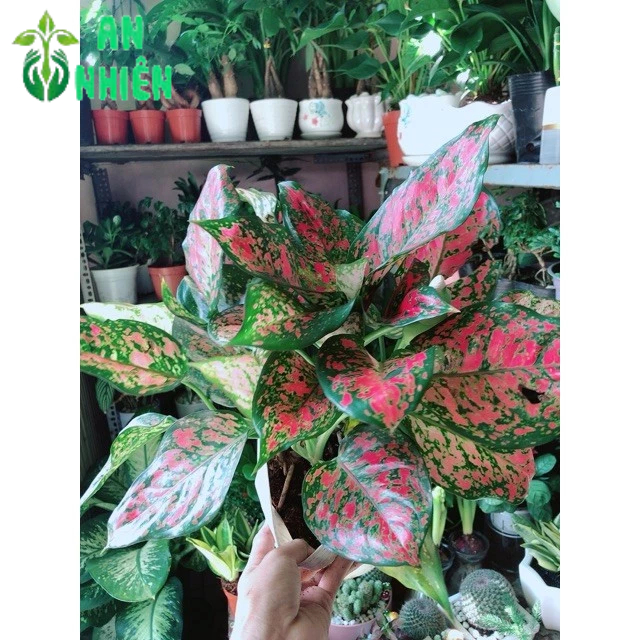 Cây Vạn Lộc