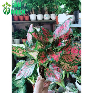 Cây Vạn Lộc