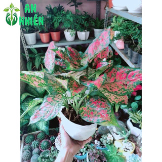 Cây Vạn Lộc