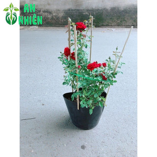 Bụi Hoa Hồng Siêu Nụ