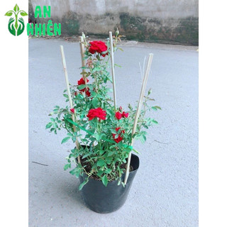 Bụi Hoa Hồng Siêu Nụ