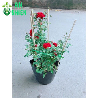 Bụi Hoa Hồng Siêu Nụ