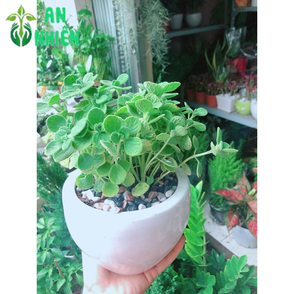 Chậu Cây Nhất Mạc Hương (Sen thơm)