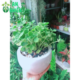 Chậu Cây Nhất Mạc Hương (Sen thơm)