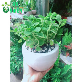 Chậu Cây Nhất Mạc Hương (Sen thơm)