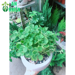 Chậu Cây Nhất Mạc Hương (Sen thơm)