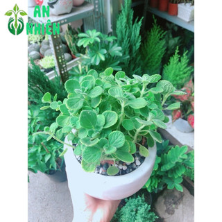 Chậu Cây Nhất Mạc Hương (Sen thơm)