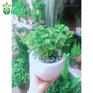 Chậu Cây Nhất Mạc Hương (Sen thơm)