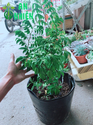 Cây Khế Kép Cho Nhiều Quả