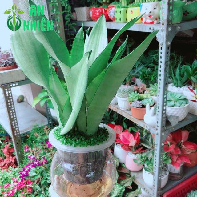 Chậu Lưỡi Hổ Bạc Thuỷ Sinh