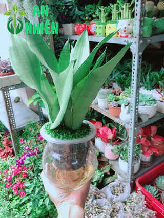 Chậu Lưỡi Hổ Bạc Thuỷ Sinh
