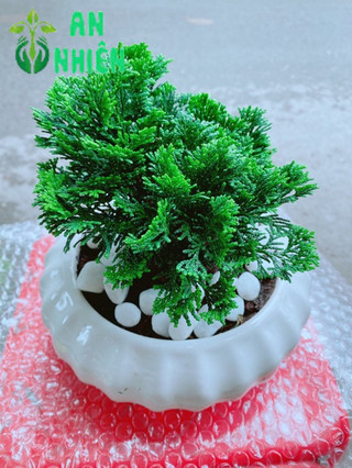 Chậu Tùng Trắc