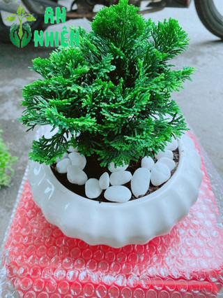 Chậu Tùng Trắc