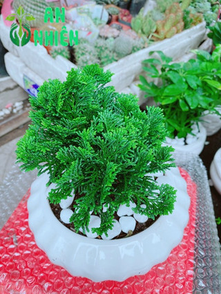 Chậu Tùng Trắc