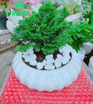 Chậu Tùng Trắc