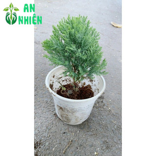 Câu Tùng Bồng Lai