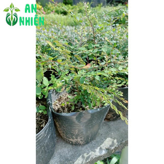 Cây Sơn Liễu