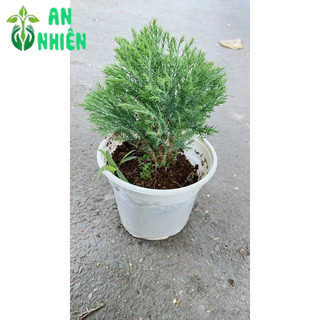 Câu Tùng Bồng Lai