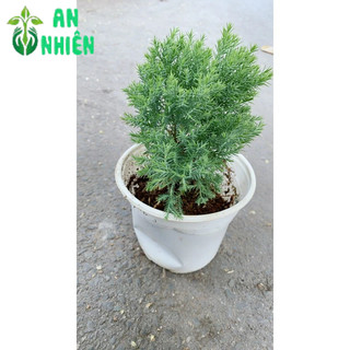 Câu Tùng Bồng Lai