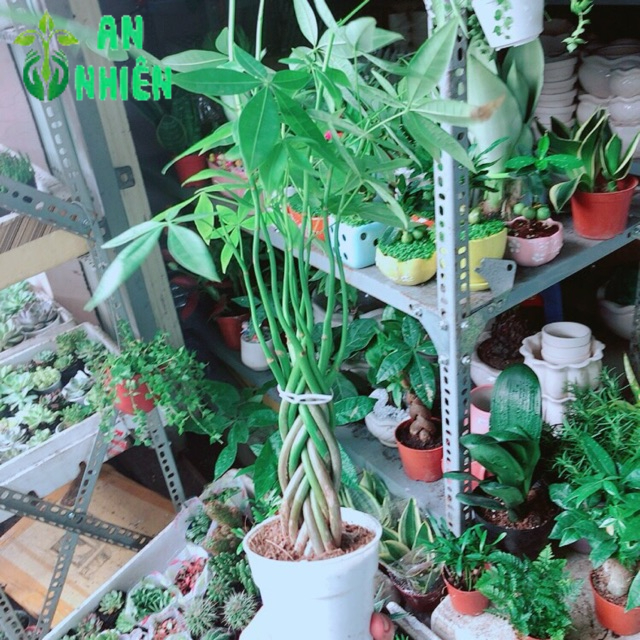 Chậu Kim Ngân 5 Thân Nhỏ