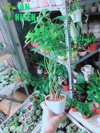 Chậu Kim Ngân 5 Thân Nhỏ