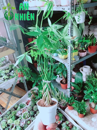 Chậu Kim Ngân 5 Thân Nhỏ