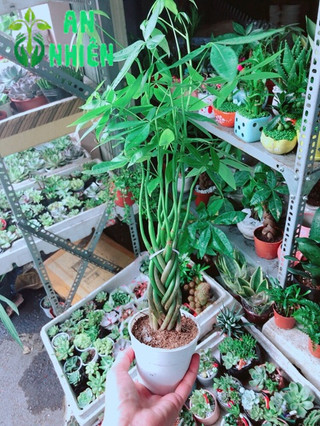 Chậu Kim Ngân 5 Thân Nhỏ