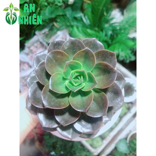 Sen Đá Nâu Kèm Chậu Sứ